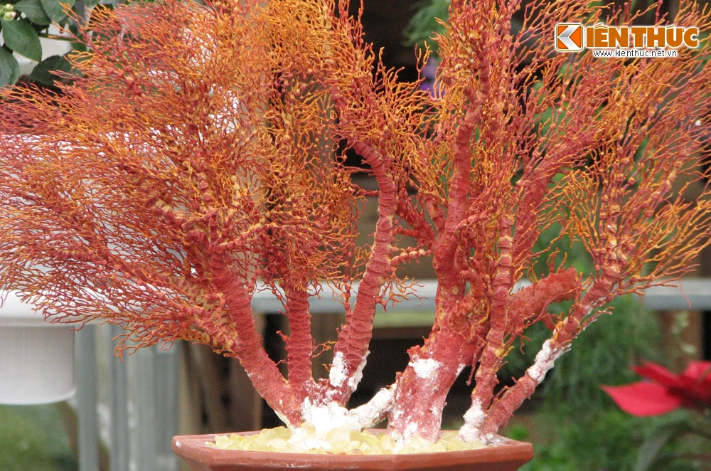 San hô bonsai siêu độc đáo xuất hiện ở Hà Nội