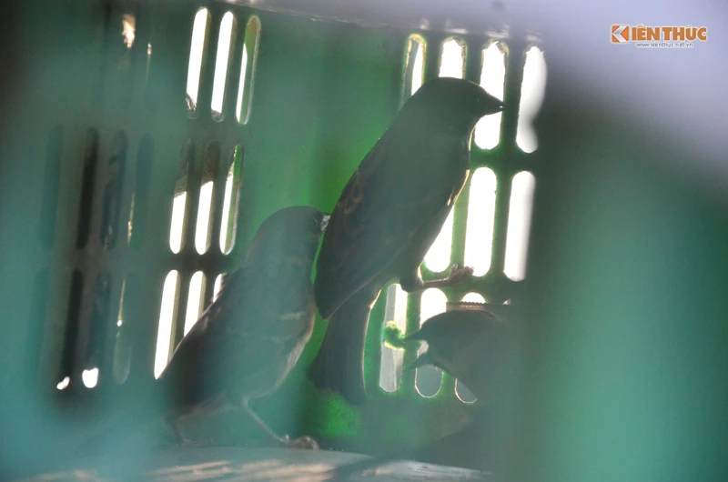 Theo chân thợ, đi săn chim sẻ đồng ở Hà nội