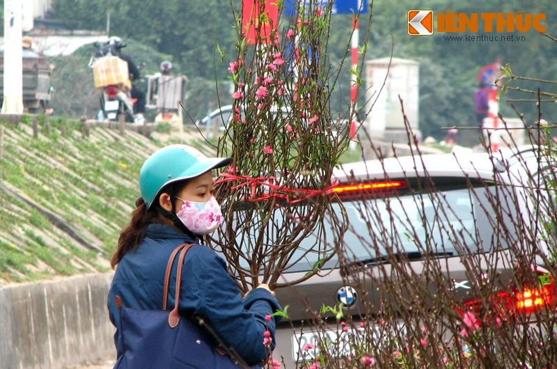 Hà Nội: Hoa đào rộn ràng “xuống phố” đón tết Bính Thân