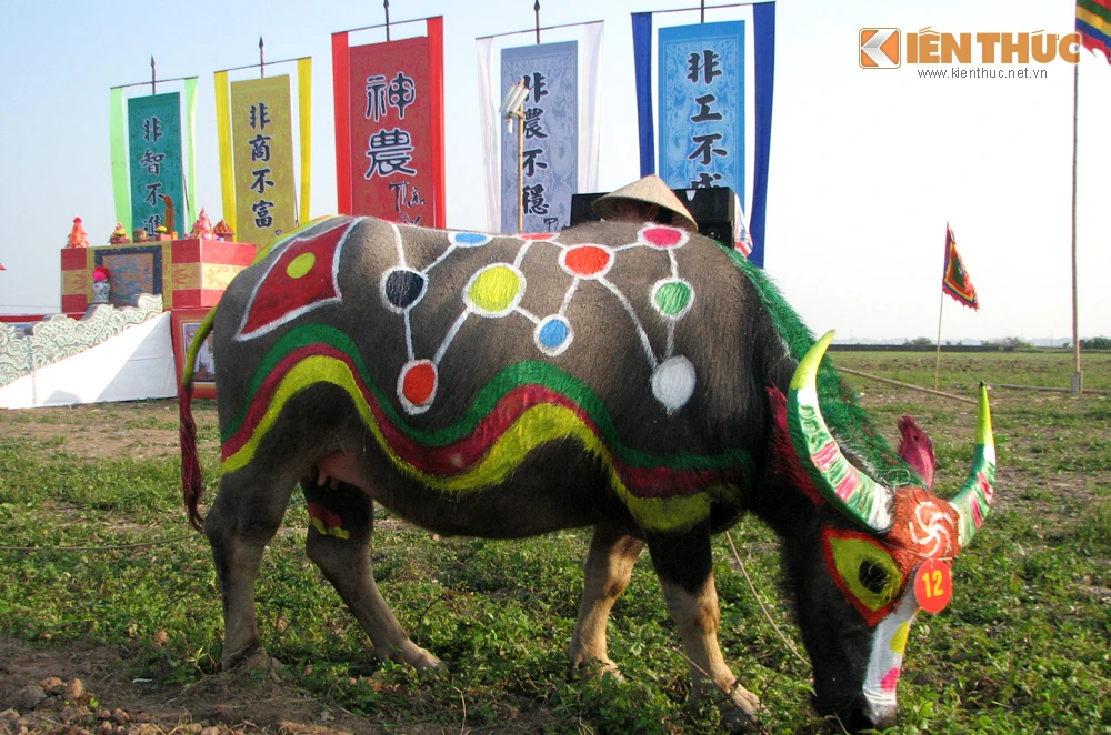 Ngắm “hoa hậu” trâu trước ngày khai hội Tịch Điền