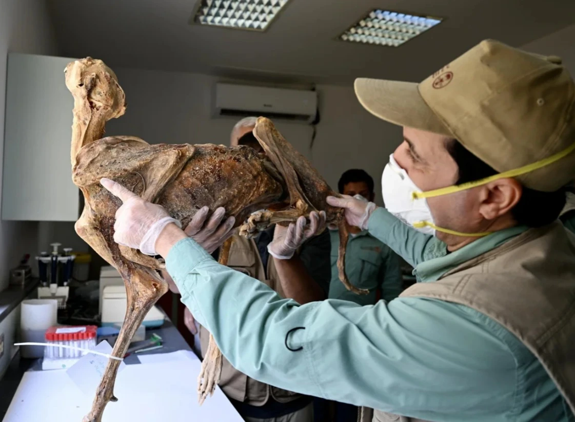 7 xác ướp báo săn nguyên vẹn trong hang động gây sốc giới khảo cổ