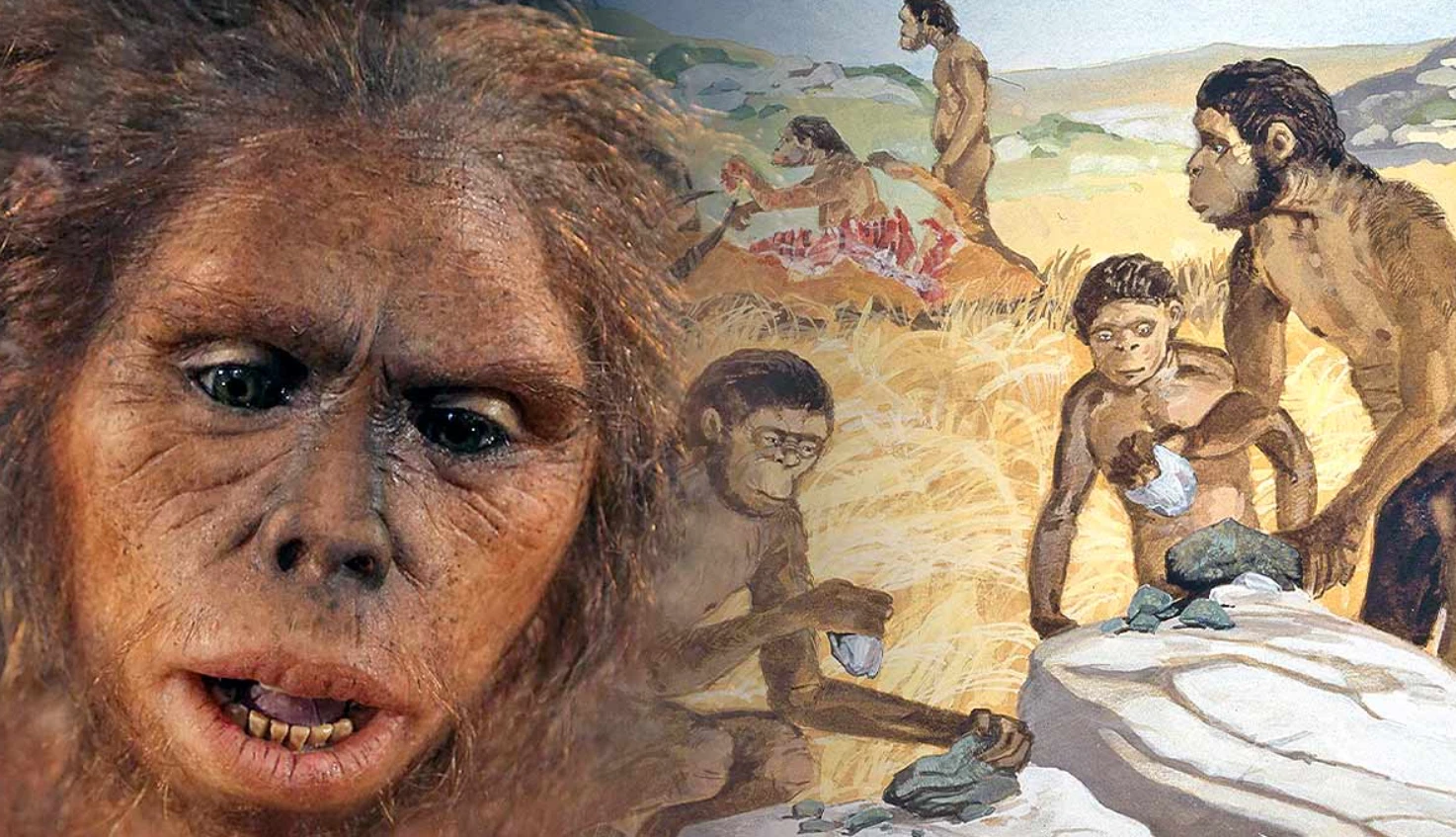 Khám phá xương Homo habilis cổ đại giúp hiểu rõ nguồn gốc loài người