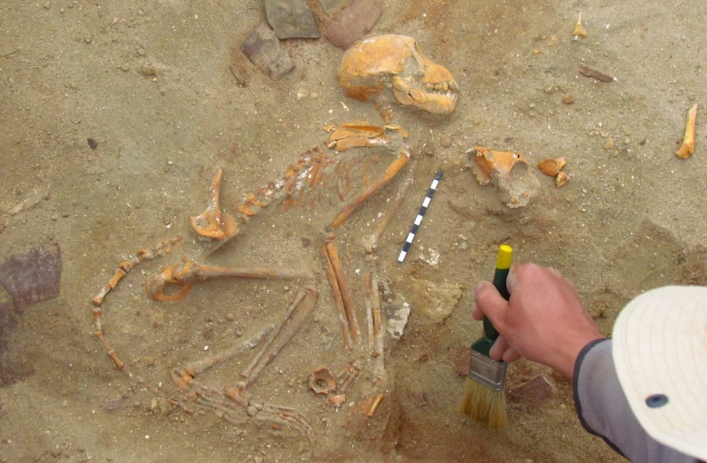 32 hài cốt khỉ trong nghĩa địa cổ, hé lộ bí mật khó tin