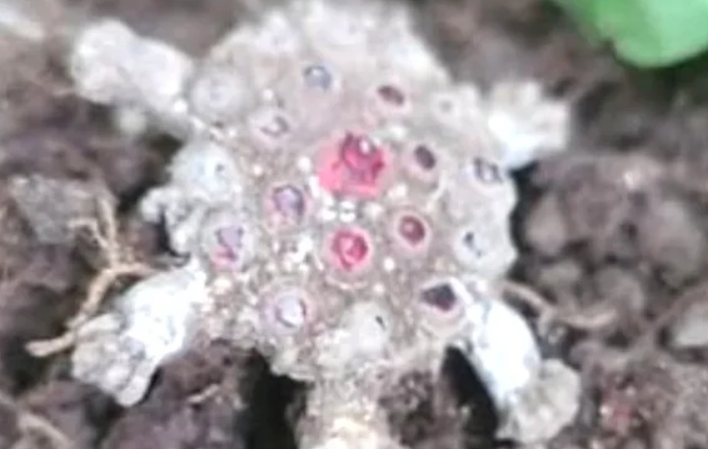 Tìm thấy chiếc trâm vàng hình mai rùa độc lạ Thời Trung Cổ