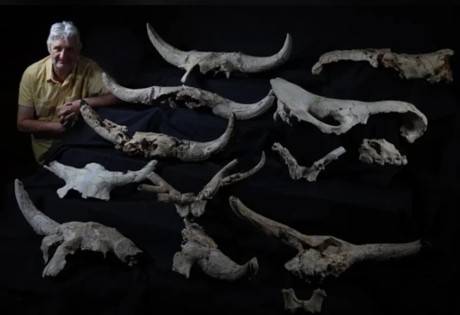 Người Neanderthal thu thập nhiều hộp sọ có sừng trong hang động 