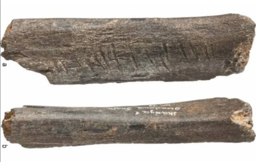 Dấu vết lạ trên xương gấu cổ hé lộ nghệ thuật của người Neanderthal