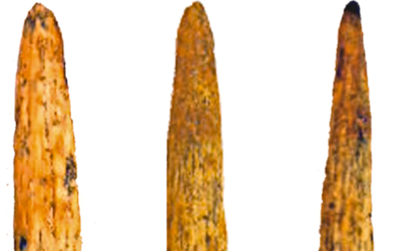 Vũ khí tinh xảo 80.000 năm tuổi của người Neanderthal