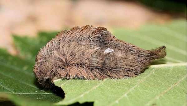 Sâu bướm mặt mèo - Vẻ dễ thương che dấu sát thủ độc dược | Báo Tri thức và Cuộc sống - TIN TỨC PHỔ BIẾN KIẾN THỨC 24H