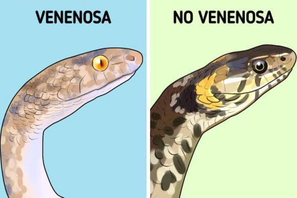 C&aacute;ch ph&acirc;n biệt rắn độc với rắn kh&ocirc;ng độc | B&aacute;o Tri thức v&agrave; Cuộc sống - TIN  TỨC PHỔ BIẾN KIẾN THỨC 24H