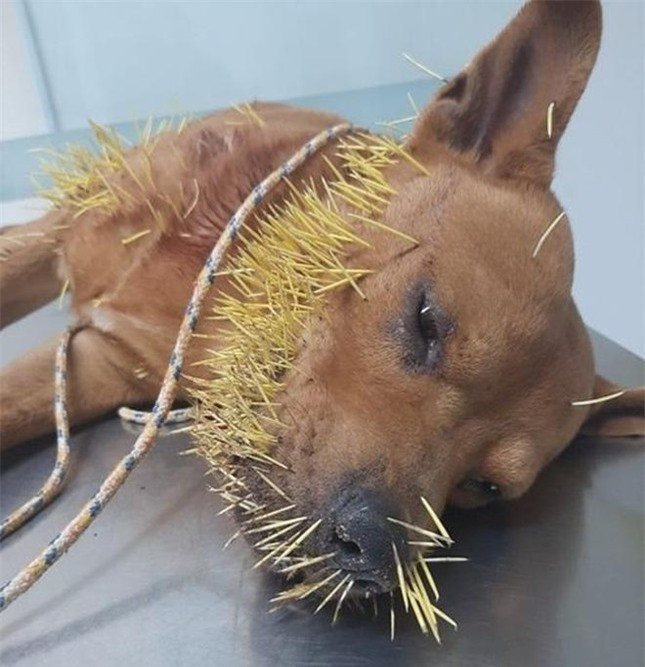 Chó bị nhím phóng gai, đâm hàng trăm nhát, chủ lên mạng cầu ...