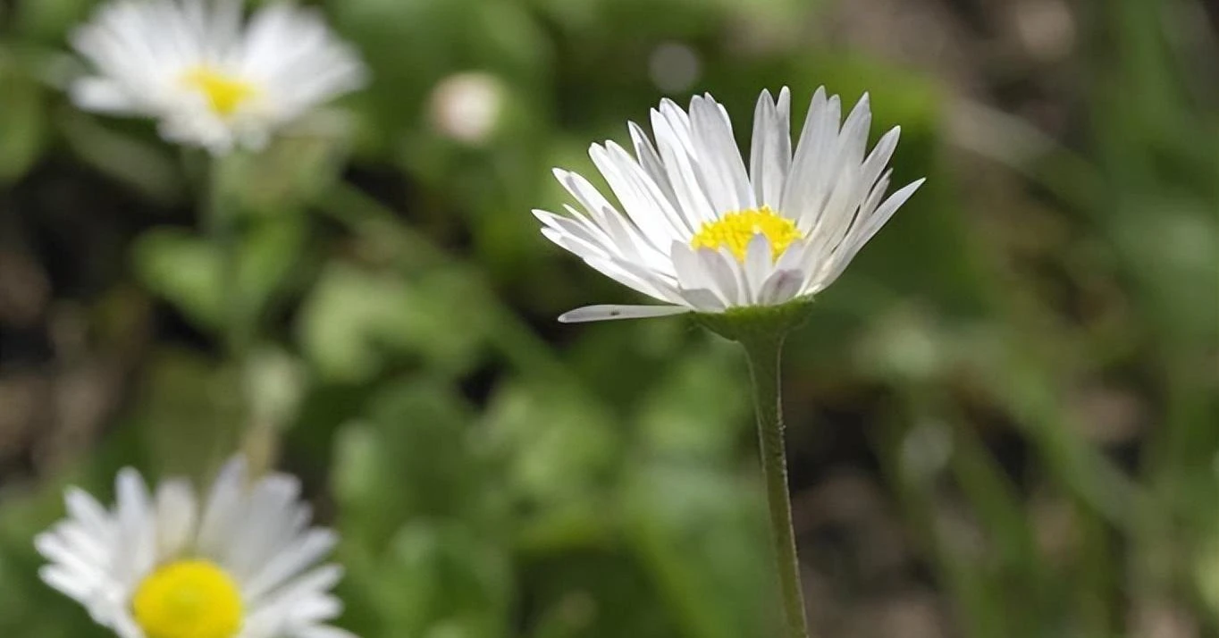  3 con giáp quyết đoán, từ giờ đến cuối năm 2022 sáng cửa phát tài 