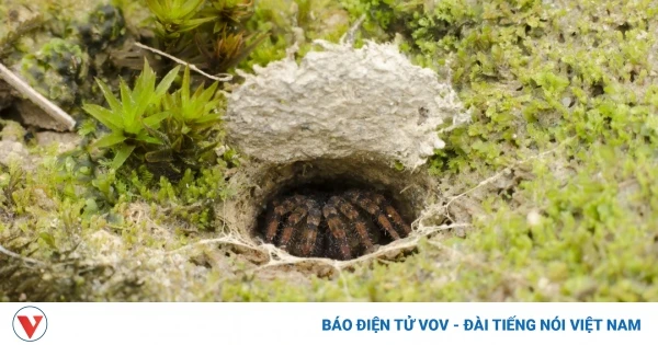 Muôn kiểu săn mồi kỳ lạ của các loài động vật