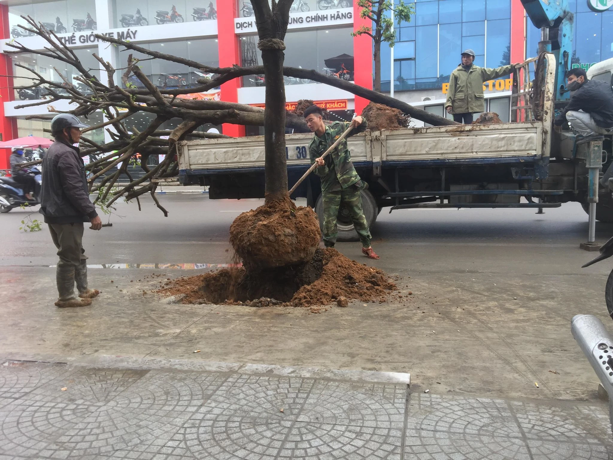 Ảnh: Nhổ hàng cây trồng dưới lòng đường ở thành phố Uông Bí 