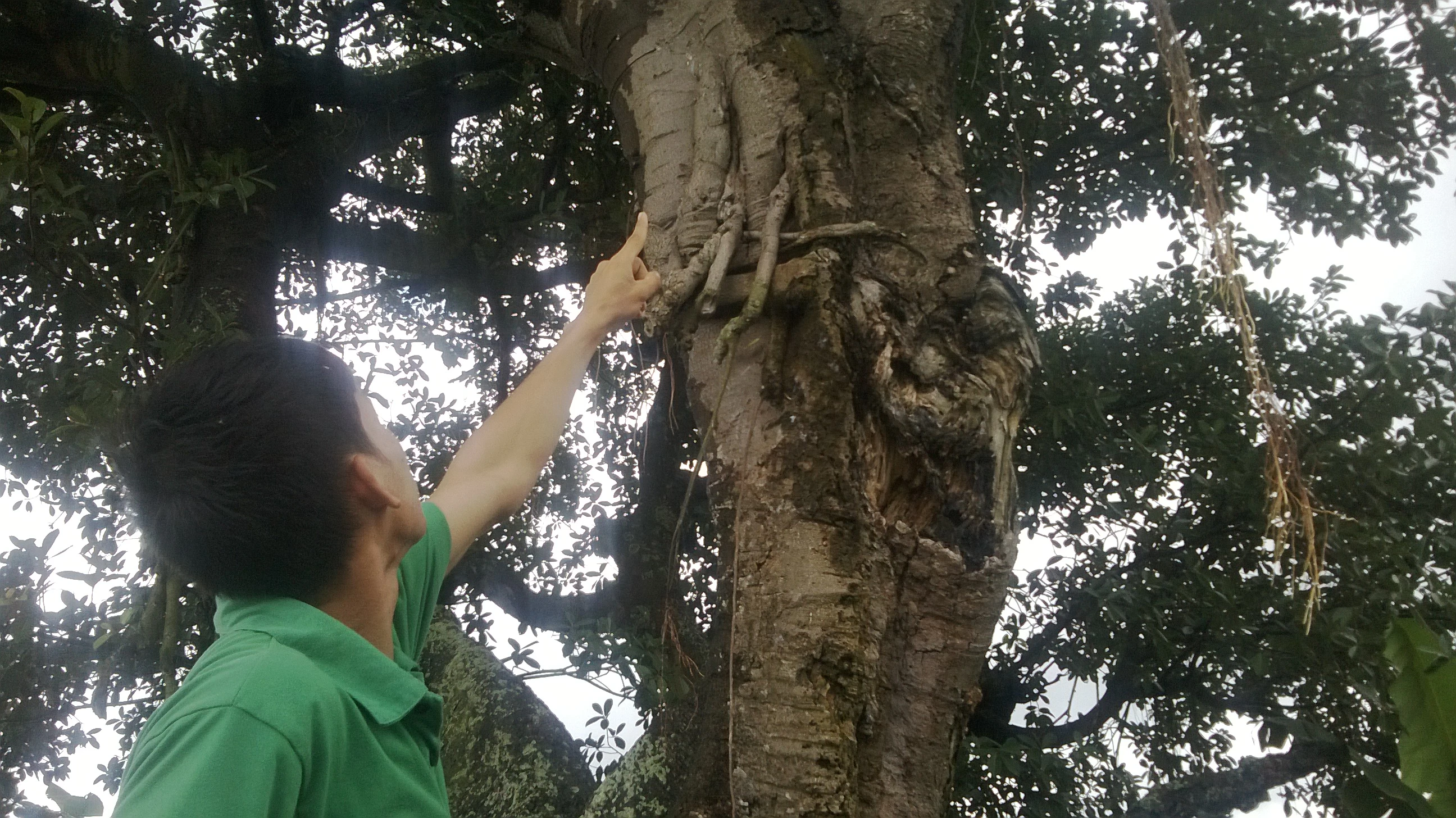 Tận mắt cây đa có nấm linh chi “khủng” ở Hải Dương