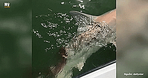 Khoảnh khắc câu được cá mập đã bị cá mập lớn hơn ăn mất