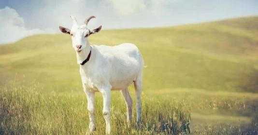 Thần Phật che chở: 4 tuổi có căn phú quý, hóa hung thành cát