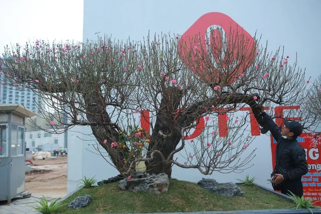  Đào thế "khủng" giá từ 30 triệu đến hơn 100 triệu đồng/chậu 