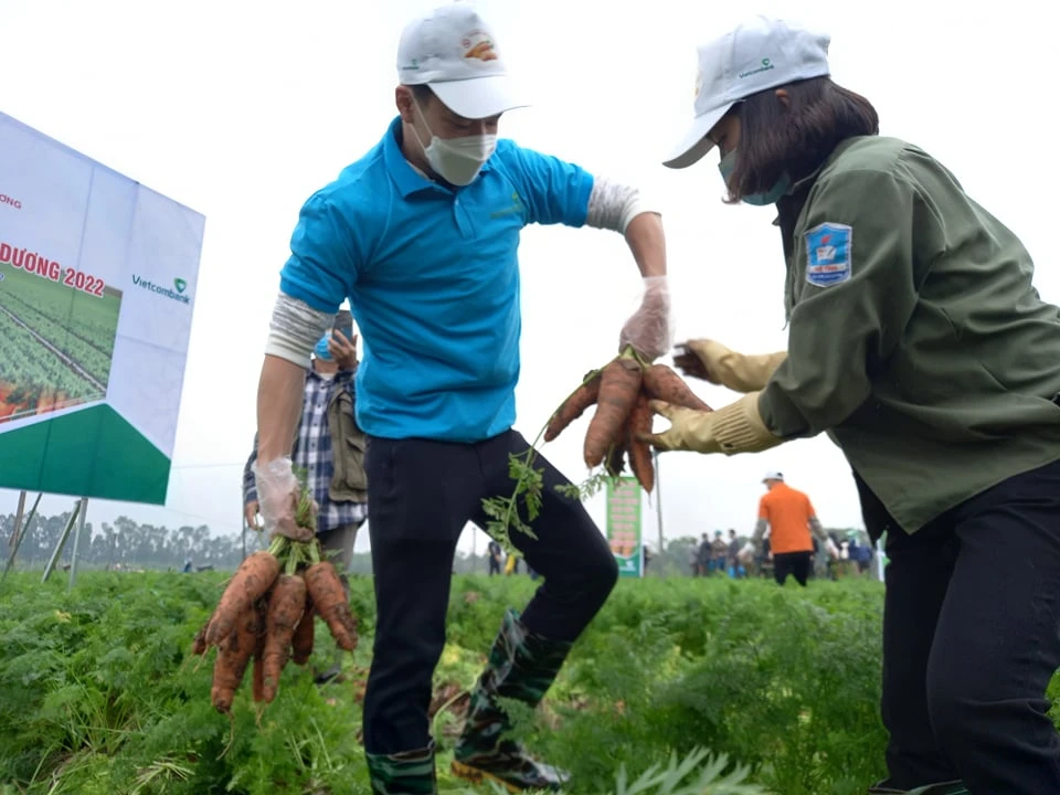 Cận cảnh Hoàng Đức thi nhổ cà rốt tại quê nhà Hải Dương