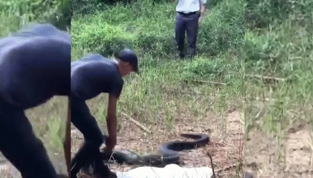 Video: Thót tim "ngó" cảnh thả rắn hổ mang chúa 21kg vào rừng ở Đồng Nai