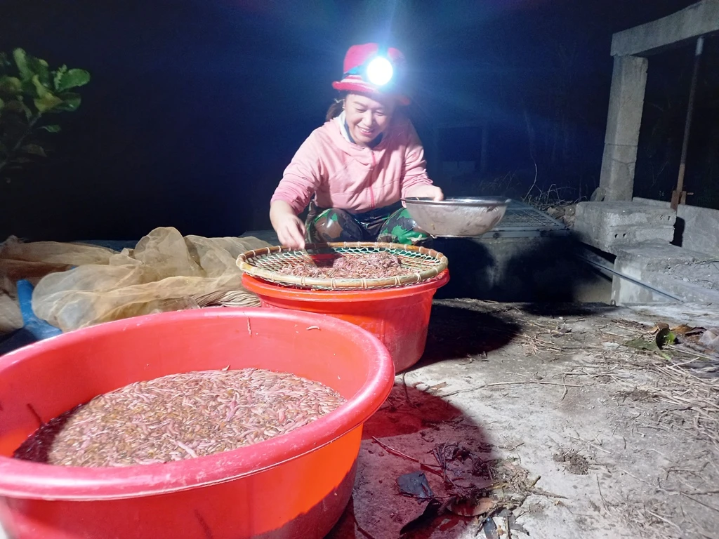 Người dân Hải Dương thức đêm săn đặc sản rươi, thu tiền triệu