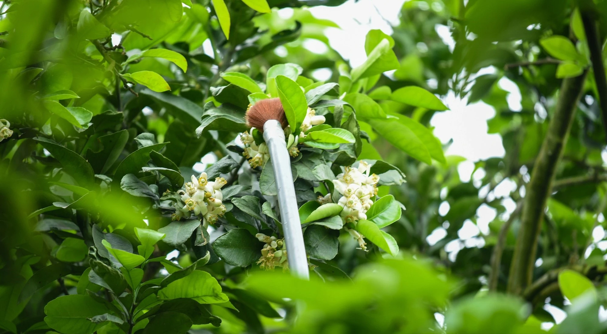 Tận mục cách nông dân thụ phấn cho giống bưởi nức tiếng Hà Thành