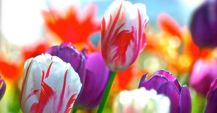 Cuối tháng 3 Âm lịch, 3 con giáp trúng đại vận, hưởng trọn phú quý