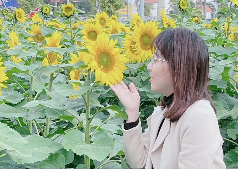 Cận cảnh vườn hoa hướng dương ở Hải Dương nở rộ...vạn người mê