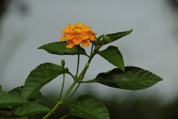 4 loại cây không trồng trước cửa nhà kẻo tiền bạc không vào được