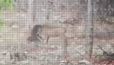 Video: Choáng váng cảnh lợn bướu “vùng dậy” húc toạc bụng khỉ đầu chó ăn thịt