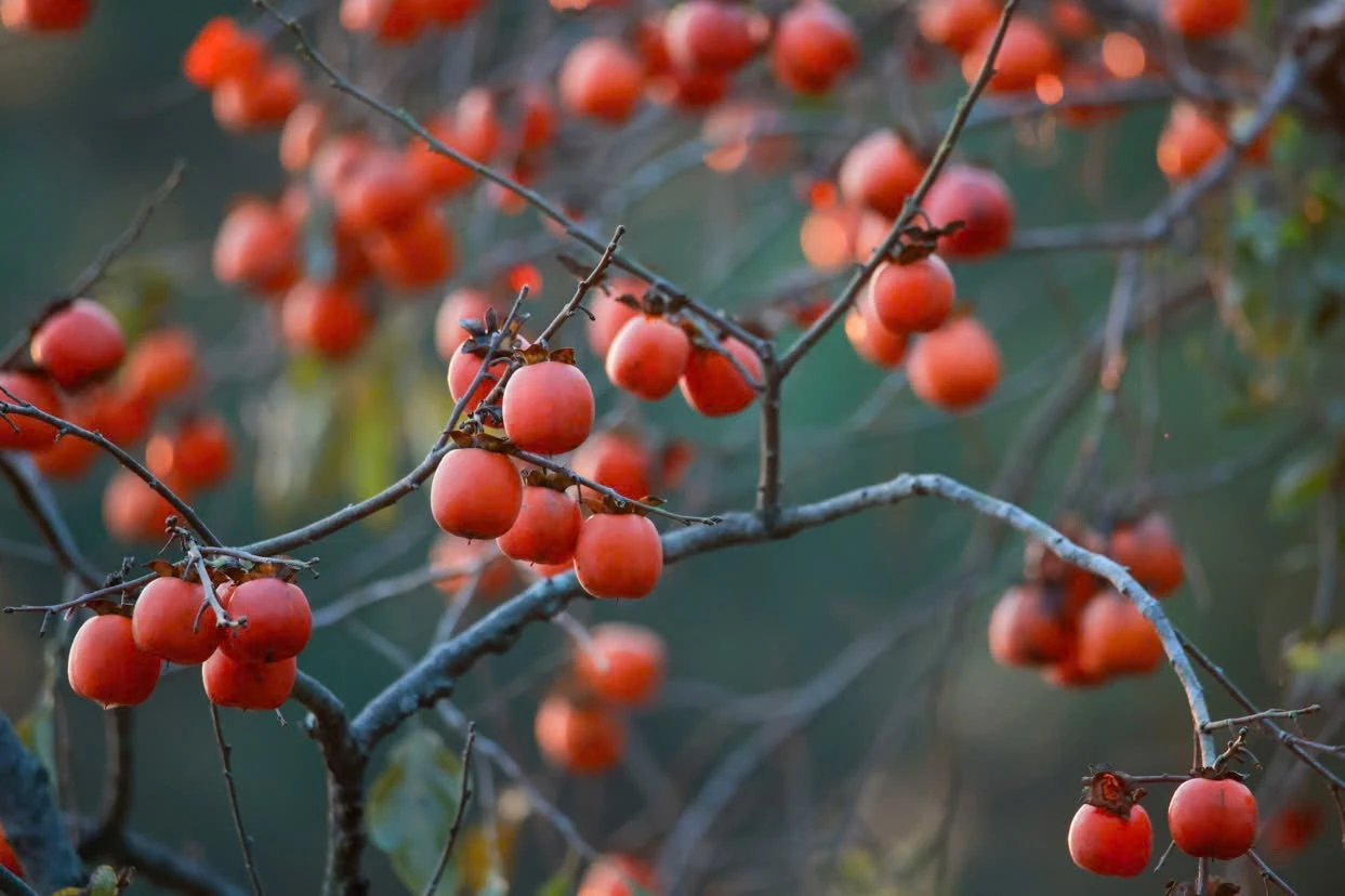 Lạc vào vườn hồng đẹp như tranh giữa màn sương mờ ảo ở Nghệ An