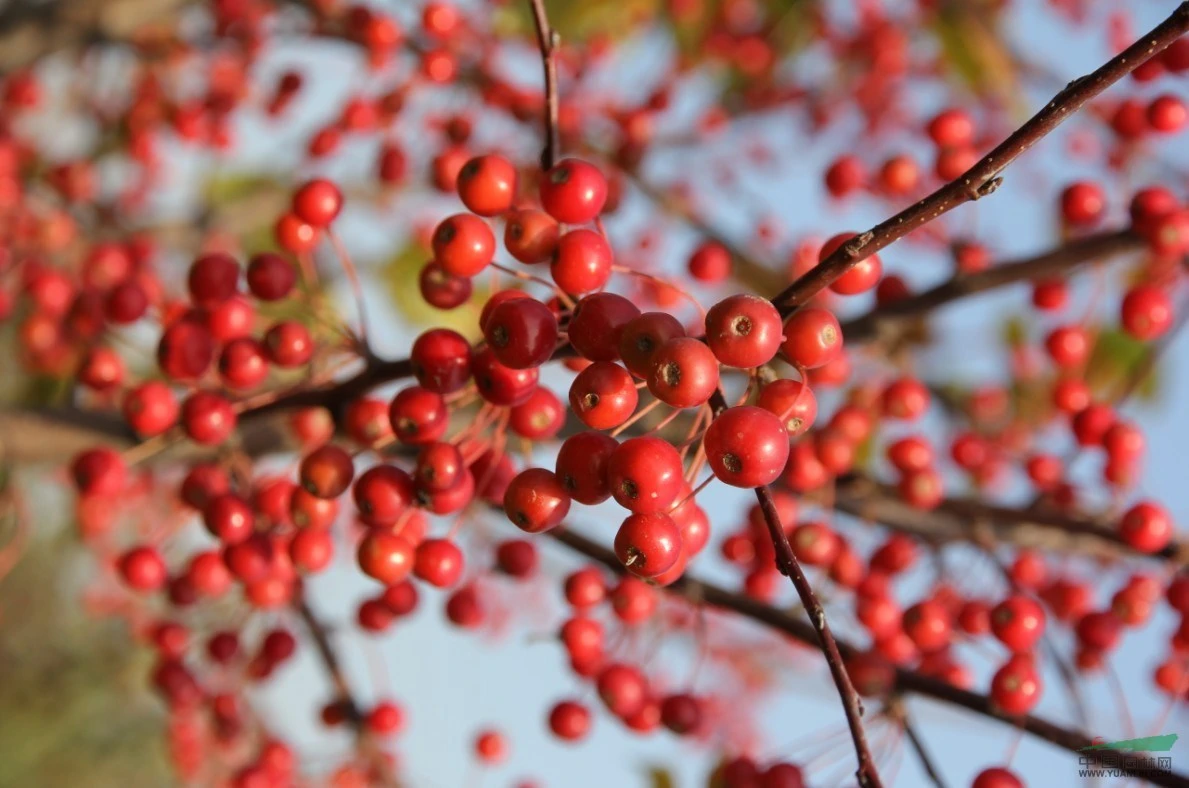 Thực phẩm ăn đã miệng khi trời lạnh mà không lo béo