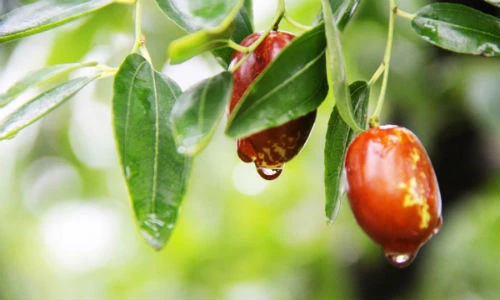 Thực phẩm được mệnh danh là “bùa hộ mệnh” cho các quý ông