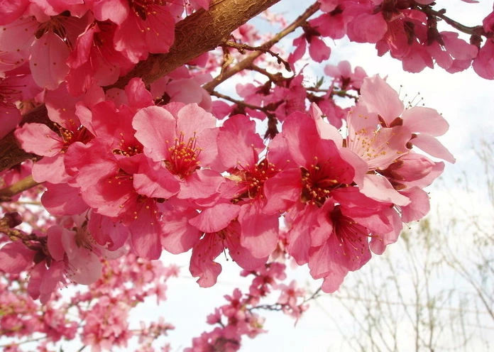 Dự đoán ngày mới 18/02/2018 cho 12 con giáp