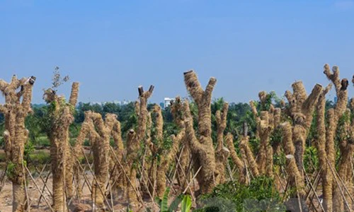 Khám phá nơi “hồi sinh” hàng xà cừ bên đường Kim Mã