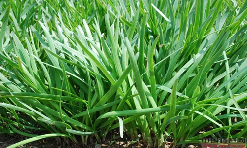 Một số gia vị giúp diệt ung thư