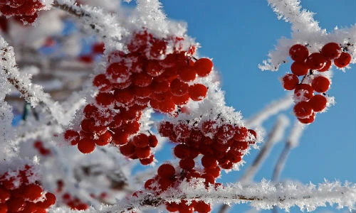 Người nào coi chừng vận xui đeo bám sau tiết Lập đông?