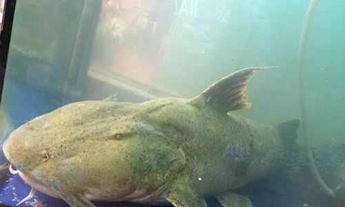 Bắt được cá chiên khổng lồ: 'Thủy quái' sông Đà lên bàn nhậu Hà Thành