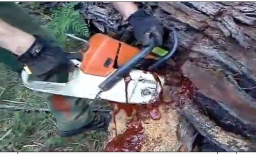 Clip: Kỳ lạ thân cây ‘rỉ máu’ khi bị cưa