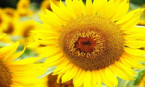 Phong thủy: Chọn màu sắc giúp chiêu tài khai vận