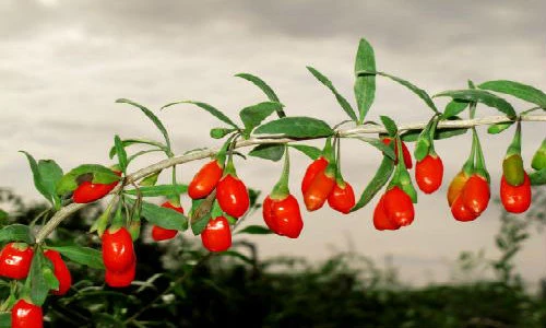 Kỷ tử ăn đúng thời điểm vàng tốt hơn vạn lần nhân sâm