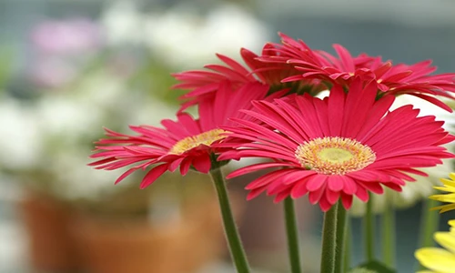 Mùa Đông nên đặt những cây này trong nhà không lo bệnh tật