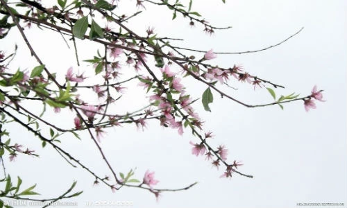 Mẹo phong thủy hóa giải vận đen dồn dập bủa vây 