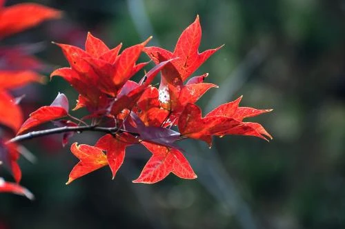 Dự đoán ngày mới 18/01/2018 cho 12 con giáp