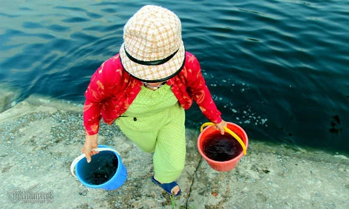 Ảnh: Múc nước hồ Linh Đàm đầy bao cao su tưới rau