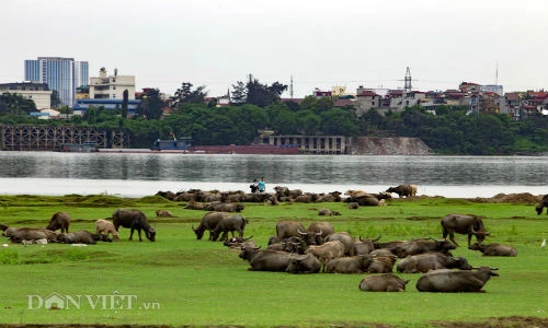 Cảnh nuôi trâu thu tiền tỷ siêu bá đạo giữa Thủ đô 