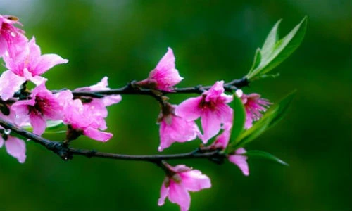 Mẹo hóa giải lỗi sai phong thủy xua vận xui tình cảm