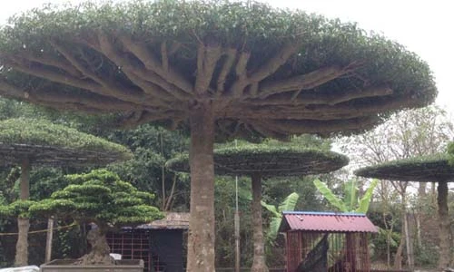 Chiêm ngưỡng dàn cây độc bậc nhất miền Bắc