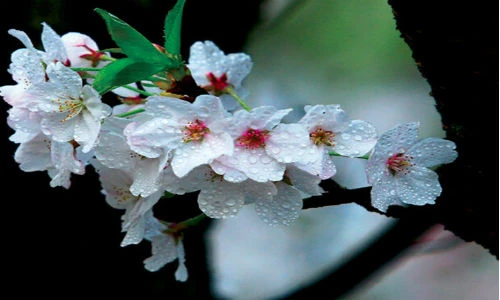 Hướng may mắn cho 12 con giáp trong tiết Thanh minh 