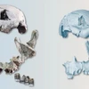 Phục dựng khuôn mặt từ hộp sọ của người Homo erectus 1,5 triệu năm tuổi