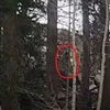 Quái vật Bigfoot tái xuất? cảnh tượng khiến ai cũng nổi da gà